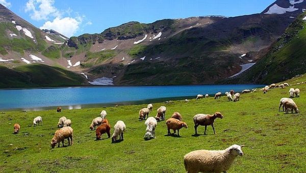 Wildflowers and rolling grasslands of Deosai National Park, Skardu